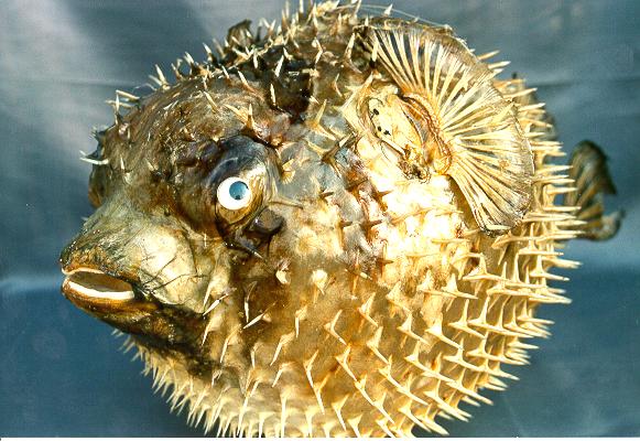 PESCE ISTRICE 18"-19" 