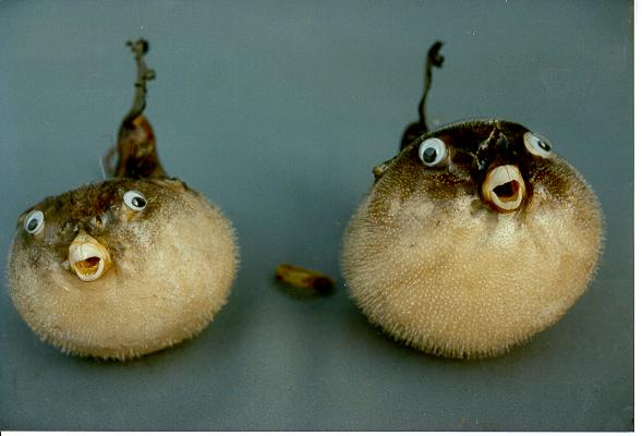 PESCE PALLA 3" c/CAPPELLO DIAM CM 8 