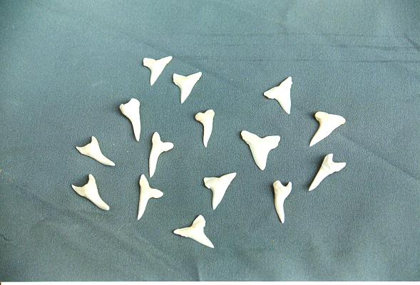 DENTI DI SQUALO MAKO 1" cm. 2,5 