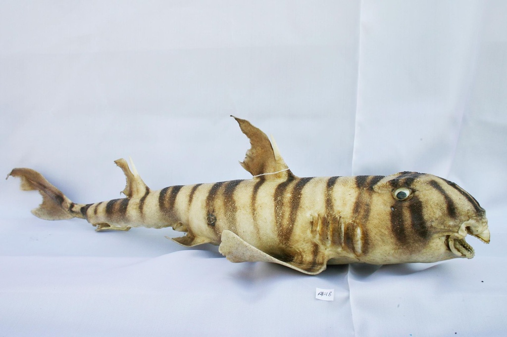 BULL HEAD SHARK 24-26"  CM 60-65 