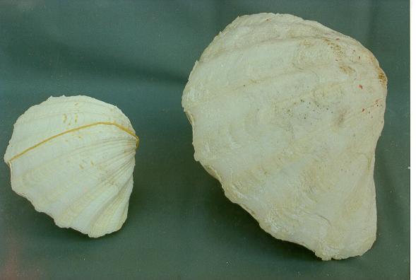 * CHINA CLAM PICCOLA ACCOPPIATA CM.11-12 