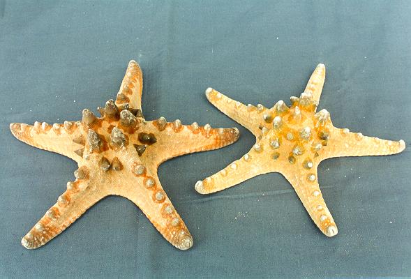 STELLA LONGISPINUS GIGANTE 10" UP DIAM CM 25-30 