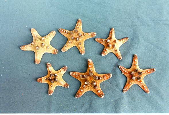 STELLA LONGISPINUS MEDIA 7-8" DIAM CM 17-20