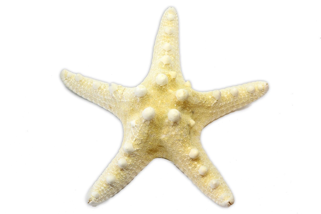 STELLA LONGISPINUS MINI BIANCA 