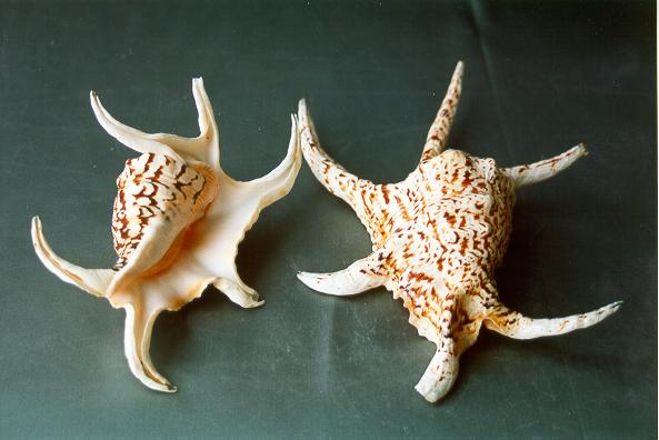 LAMBIS CHIRAGRA GIGANTE 22-25cm 2° QUALITA'