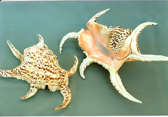 LAMBIS CHIRAGRA GIGANTE 22-25 cm 9-10"