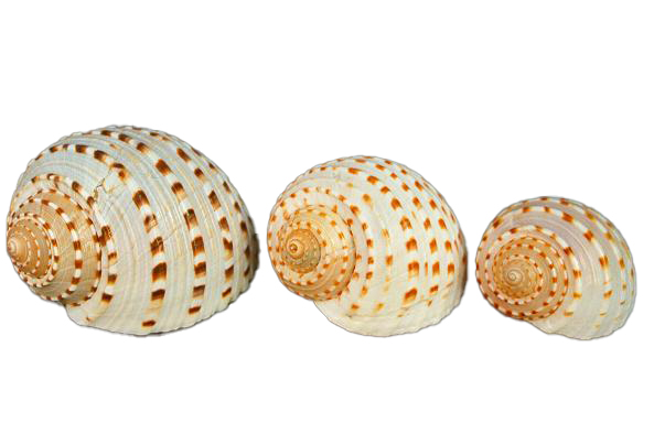 TONNA TESSELLATA GIG 5"-6" CM.14 