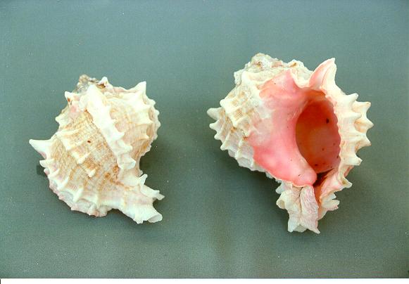 MUREX BICOLOR GIGANTE 4 UP CM 10-13 