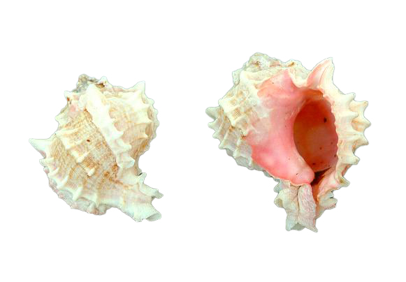 MUREX BICOLOR GIGANTE 4 UP CM 10-13 