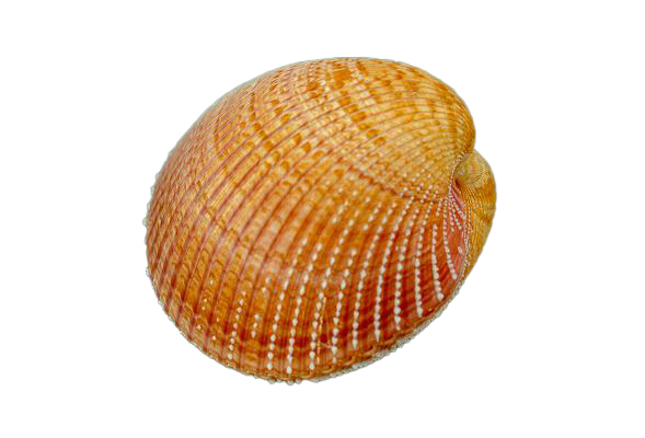 CARDIUM PSEUDOLINA MEDIO ACCOPPIATO 3-4" CM 9-10 