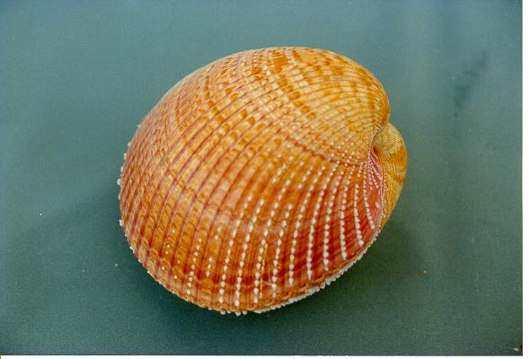 CARDIUM PSEUDOLINA GIGANTE ACCOPPIATO 5 UP CM 13-14