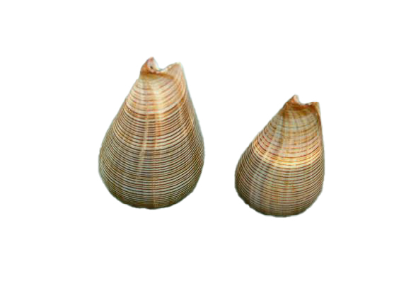 CONUS FIGULINUS MEDIO 3"-4"  CM 7 