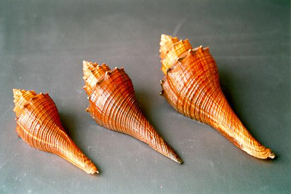 FUSUS MARRONE MEDIO 3-4" CM 12 