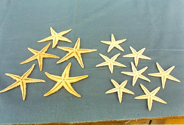 STELLE MARINE 3,5-UP DIAM CM 8 