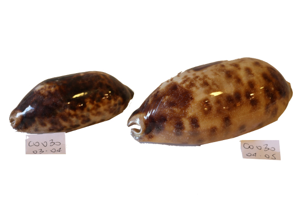 CYPREA TESTUDINARIA 4"-5" CM 10 