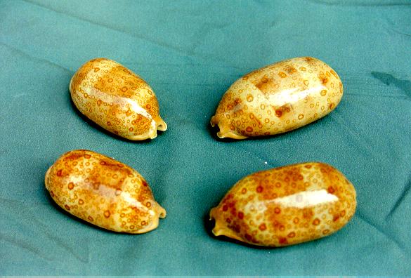 CYPREA ARGUS MEDIA CM 6 