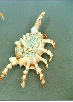 LAMBIS SCORPION 1Â° QUALITA' CM 12 