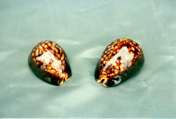 CYPREA MAURITIANA GRANDE CM 8-9 