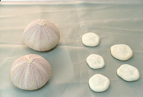 RICCIO MARINO PURPLE MICRO LARGE CM 5-6 