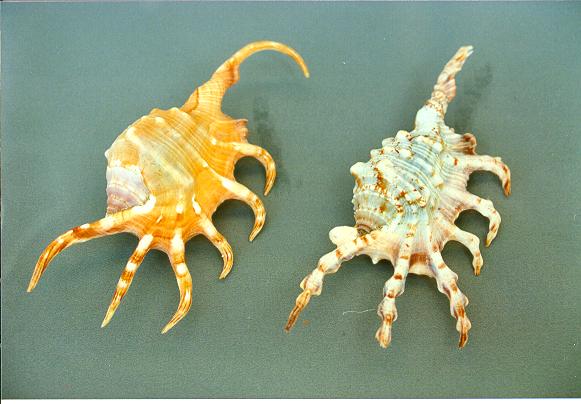 LAMBIS CROCCATA LARGE CM 11 