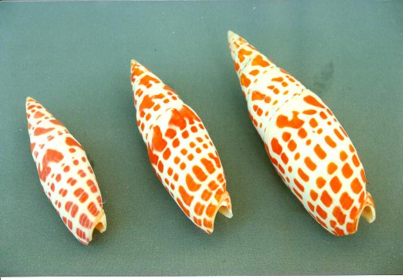 MITRA MITRA EXTRA 6 UP CM 14 