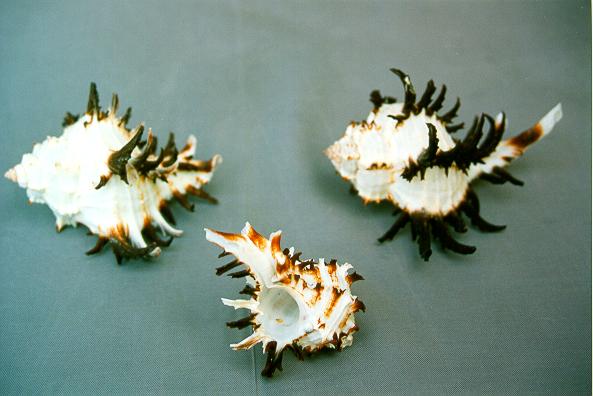 MUREX ENDIVIA LONGISPINUS GIG 4"UP CM 10 