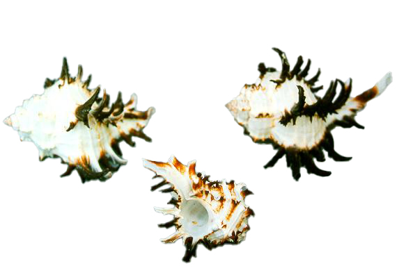 MUREX ENDIVIA LONGISPINUS GRA 3"-4" UP CM 8 