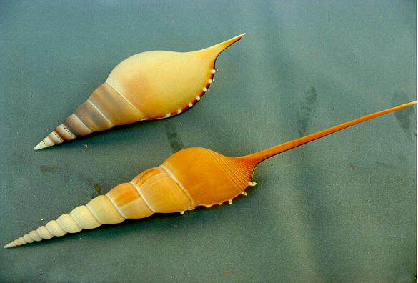 TIBIA FUSUS 1A QUALITA' CM 20 