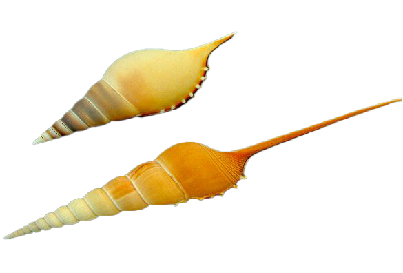TIBIA FUSUS 1A QUALITA' CM 20 