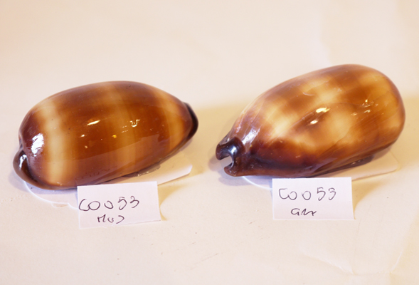 CYPREA TALPA GRANDE CM 8 