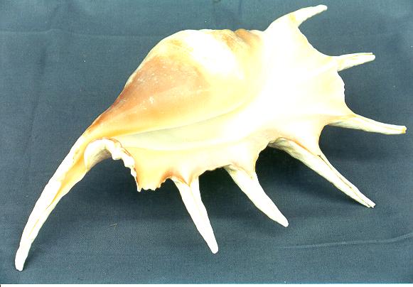 LAMBIS TRUNCATA GIG CM 32 