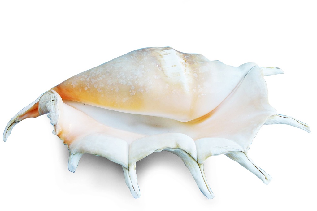 LAMBIS TRUNCATA PH 10" UP CM 25 2Q 