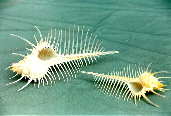 MUREX TRIREMIS GRANDE 2A QUALITA' CM 12*6 