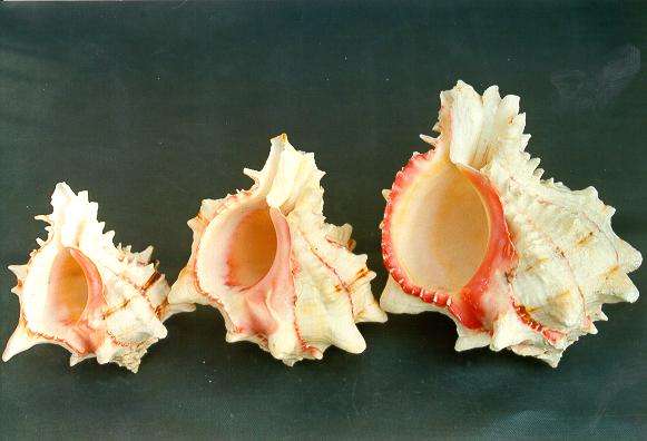 MUREX BRASSICA GRANDE CM 12-14 