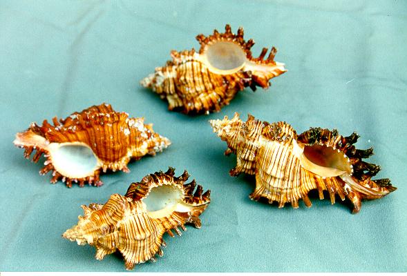 MUREX TORREFACTUS MEDIA 3-4"  CM 9 