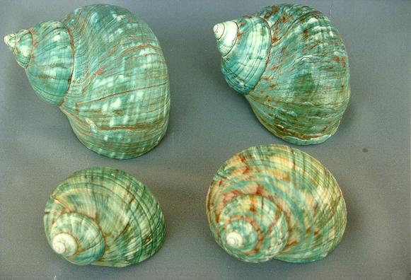 BURGOS VERDE GIGANTE CM 11-12 4" UP