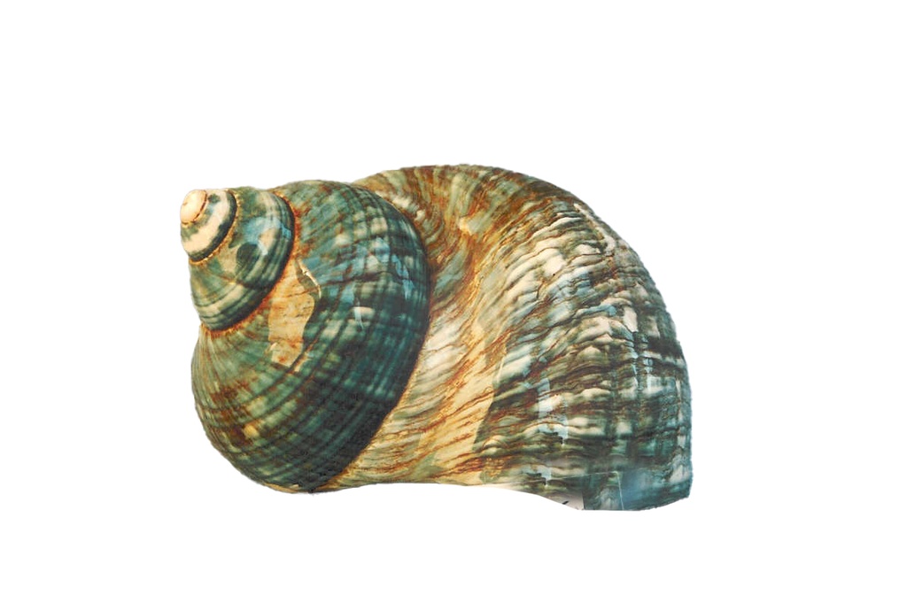 BURGOS VERDE GIGANTE CM 11-12 4" UP