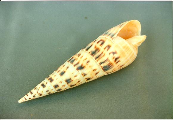 TEREBRA MACULATA GIGANTE 6" UP CM 17 