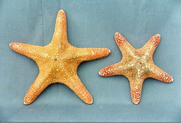 STELLA SPUGNOSA MEDIA 6-8" DIAM CM 15-20