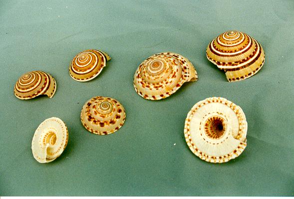 SUNDIAL MEDIO 2" UP DIAM 3-4 