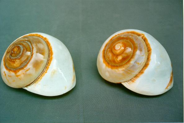 RYSOTTA LAMARKIANA LUCIDA DIAM CM 8 