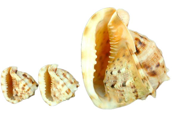 CASSIS CORNUTA 5-6 CM 13-16 