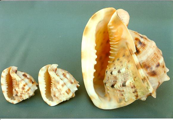 CASSIS CORNUTA 8-9 CM 20-23 