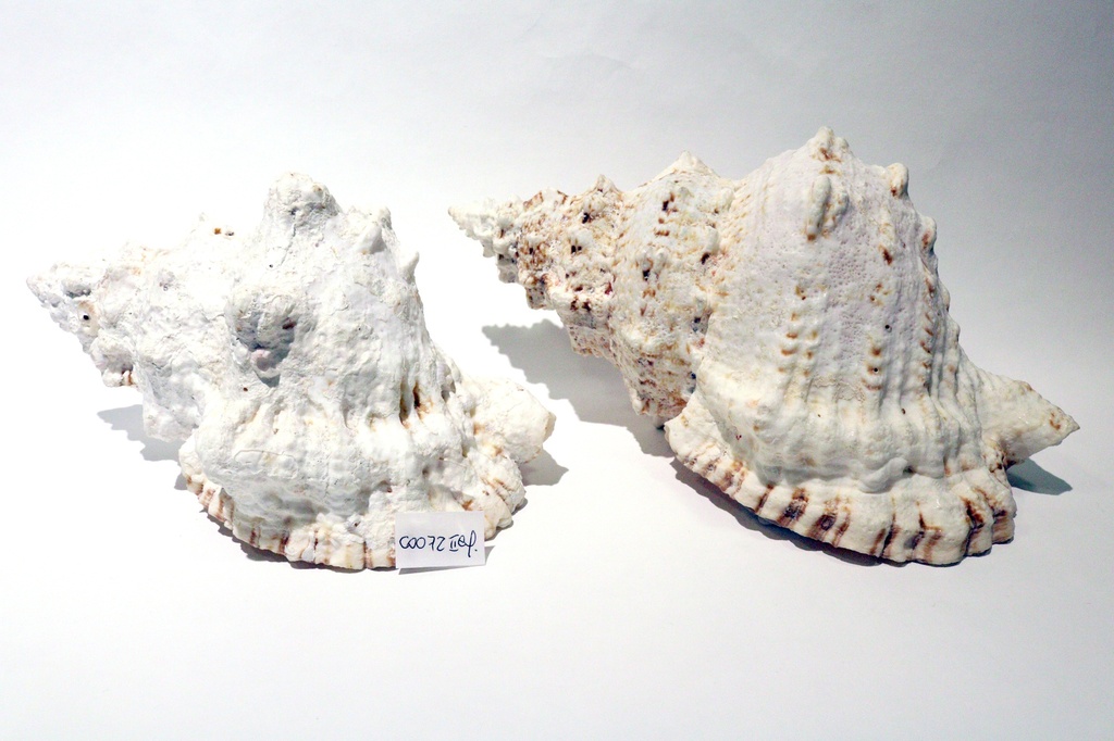 RANELLA LAMPAS 9" 2^ QUALITA' CM 23 