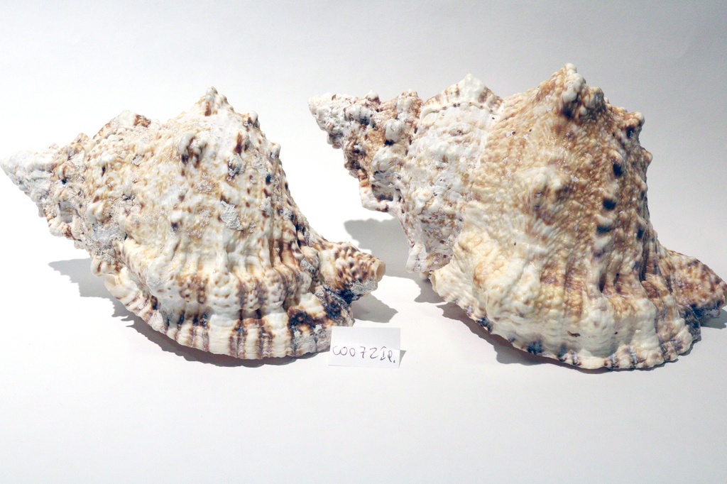 RANELLA LAMPAS 10" CM 25 