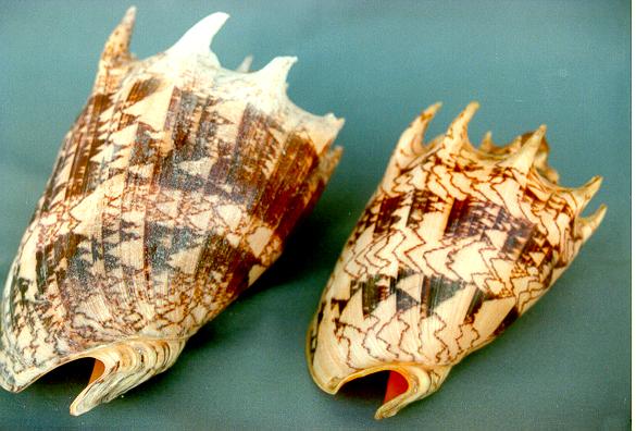 VOLUTA IMPERIALIS NAT. 06-07" - 2Q 