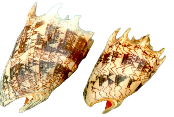 VOLUTA IMPERIALIS NAT. 06-07" - 2Q 