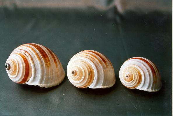 TONNA SULCOSA GIG 5-6" CM.14 