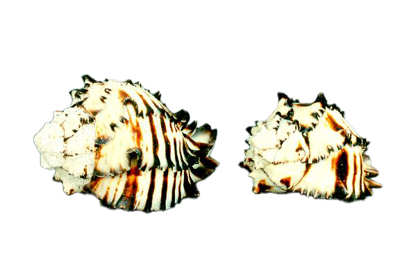 MUREX NIGRITUS GRANDE 4-5" UP CM 13-16 