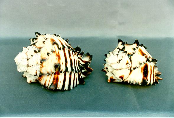 MUREX NIGRITUS PICCOLA 3-3.5" 